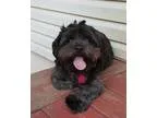 Adopt Jody a Black Shih Tzu  Silky Terrier  Mixed dog in Duluth 