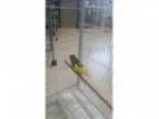 Adopt Tweety a BudgieBudgerigar
