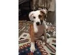Adopt King Tut a Tricolor (TanBrown and Black and White) Beagle 