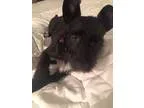 Adopt Micky (pending) a Scottish Terrier Scottie Terrier