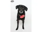 Adopt Wendy Voted Most Affectionate a Labrador Retriever  Mixed 