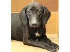 Adopt Shiraz a Labrador Retriever