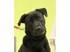 Adopt Roxy a Labrador Retriever