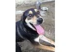 Adopt Junior a BrownChocolate - with Tan German Shepherd Dog  Mi
