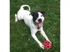 Adopt Mulligan a White - with Black Pit Bull Terrier  Mixed dog 