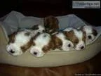 Cavalier King Charles Puppies