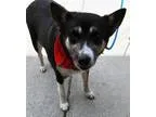 Fiji - Male Chihuahua Mix