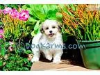 Teddybear Mal-Shih Female Puppy for Sale in LA