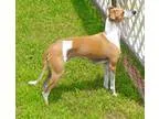 Adopt Rossi in Houston a BrownChocolate - with White Italian Gre