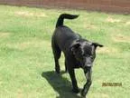 Adopt A075582 a Black Labrador Retriever  Mixed dog in Grovetown