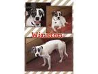 Adopt Winston a Treeing Walker Coonhound  Mixed dog in Mauston W