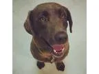 Adopt Hank a RedGoldenOrangeCh estnut Chesapeake Bay Retriever  