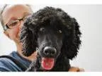 Adopt Jasper a Miniature Poodle Mixed dog in LaHarpe KS (