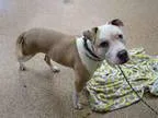 Adopt MARSHALL a Pit Bull Terrier  Mixed dog in Springfield MA (