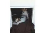 Adopt Sierra a White - with Tan Yellow or Fawn Terrier (Unknown 