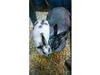 Fancine - Female Domestic Shorthair Mix