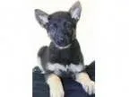 Adopt Hummer a German Shepherd Dog