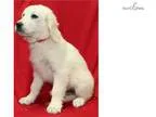 Susie WE DELIVER PUPPIES TO YOUR DOOR