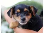 Adopt Three Musketeers Puppies - Male a Black - with Tan
