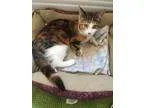 Adopt Iona a Calico