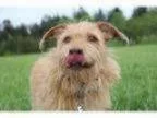 Adopt Billy-Just Arrived from Puerto Rico a Terrier