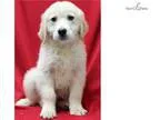 Amy WE DELIVER PUPPIES RIGHT TO YOUR DOOR