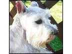 Adopt Minnie (TENN) a Schnauzer