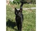 Adopt Amos and Andy a Domestic Short Hair-black