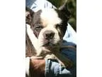 Adopt Mona a Brindle - with White Boston Terrier  Mixed dog in M
