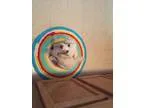 Adopt Ellie a White Poodle (Miniature)  Mixed dog in Camas WA (1