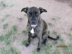 Adopt A074924 a Black Labrador Retriever  Mixed dog in Grovetown