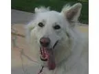 Adopt Sasha a White German Shepherd Dog  Shepherd (Unknown Type)