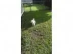 maltese female yr old