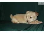 Pet dander odor dust in vents call FRESH AIR DUCT CLEANING