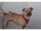 Aladdin - Male Labrador Retriever Mix