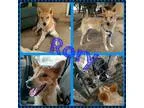 Adopt Rory a Cattle Dog