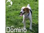 Adopt Domino a Beagle