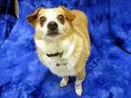 Adopt Bootz a Terrier (Unknown Type Medium)  Corgi  Mixed dog in