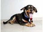 Adopt Kono D160895 a Black - with Tan Yellow or Fawn Basset Houn
