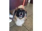 Adopt Zip a Pekingese  Mixed dog in Salt Lake City UT (15815973)