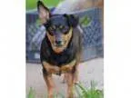Adopt Molly a Corgi Dachshund