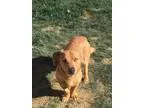 Aurora - Female Miniature Pinscher Mix