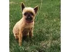 Adopt NIXIE a Brussels Griffon Affenpinscher