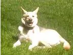Beautiful German Shepard Mix for Adoption - 4 Years Old