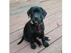 Adopt London a Black Labrador Retriever  Mixed dog in Duluth GA 