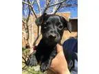 Adopt Kelsey a Dachshund