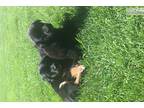 Lost Dog