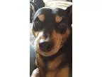 Adopt Dobie a Black - with Brown Red Golden Orange or Chestnut M