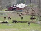 Large Horse Farm 3 Barns 9 Stalls40 Acres Arenas BathSeptic (Wes
