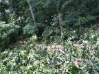 Free Hickory Logs (Ellicott City)
